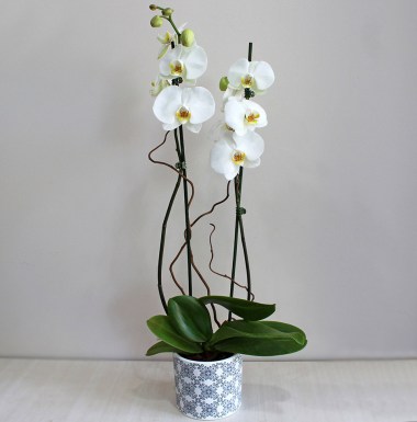 Classy White Orchid